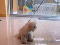 -帕帕拉兹宠物(亚洲旗舰店)