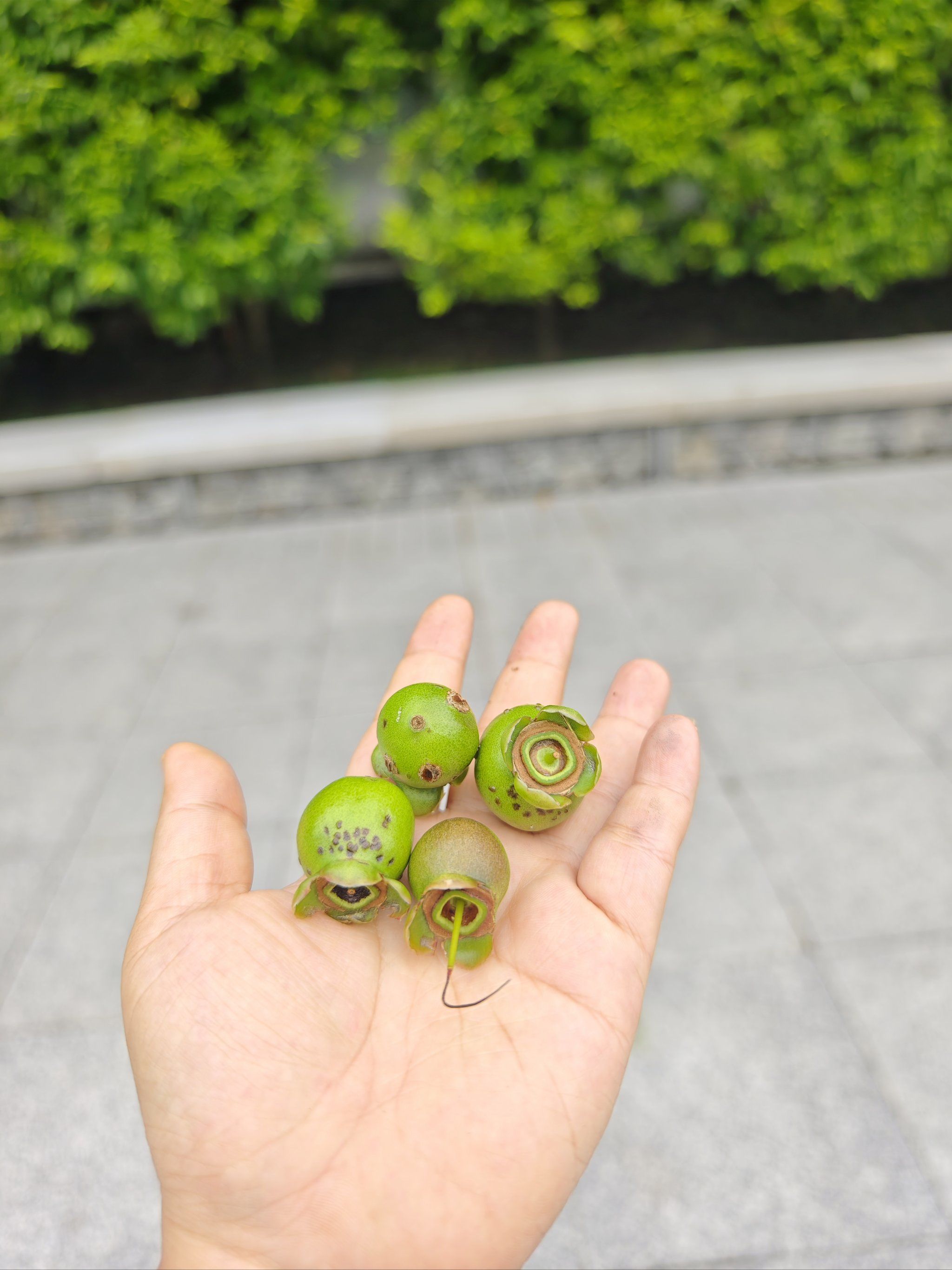 我在市民中心捡水蒲桃吃.