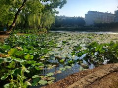 -荷花公园