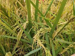 -中国天府农业博览园