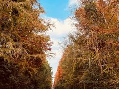 -上海海湾国家森林公园