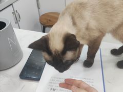 -喵园·猫主题咖啡厅·撸猫·猫咖(国贸店)