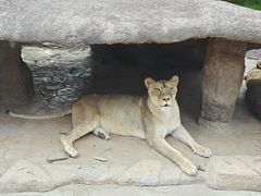 -北京野生动物园