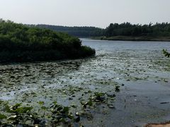 -丁香湖公园
