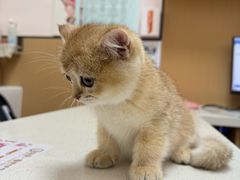 -瑞派康怡24h宠物医院·犬猫医疗中心·微创绝育(瑞景分院)
