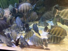 -上海海洋水族馆