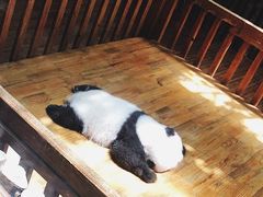-蜀串香牛杂火锅串串