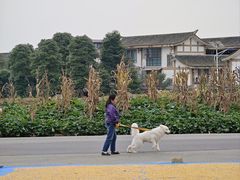 -青城甲(青城山店)