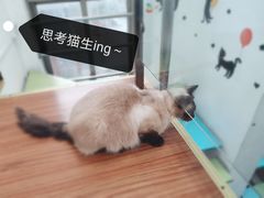 -三花喵·撸猫购宠·宠物生活馆(虹桥南丰城店)