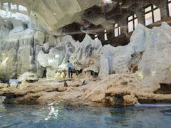 -帝企鹅自助餐厅•儿童岛•真企鹅(长隆企鹅酒店)