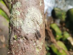 -海南热带雨林国家公园吊罗山景区