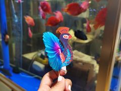 -阿英煲(凉城路店)