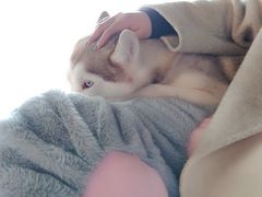 -Husky Go! 哈士奇体验馆·宠物咖啡厅狗咖