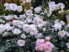 -人民公园(罗湖区)