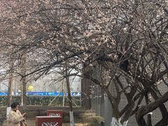 -国际非物质文化遗产博览园