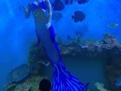 -瑞德姆美人鱼海底演艺主题餐厅(亚龙湾店)