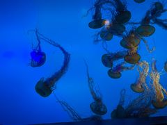 -太平洋海底世界