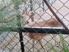 -北京麋鹿生态实验中心