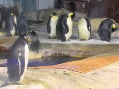 -海合安武汉极地海洋公园
