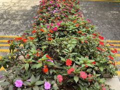 -野象谷景区
