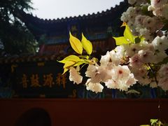 -洛阳白马寺