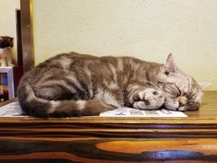 -more than meow吴止猫主题餐厅(承德 中船汇店)