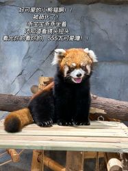 -Zoolung Zoolung动物主题公园(海信广场店)