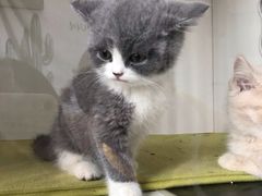-喵zoo家庭繁育猫舍(尖东智能花园店)