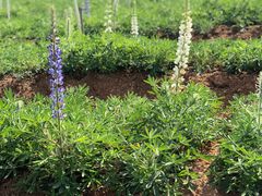 -松山湖梦幻百花洲