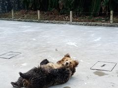 -贵州森林野生动物园