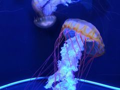 -成都浩海立方海洋公园