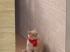 -立德动物医院·重症转诊·24H夜诊·CT·心脏彩超(顺德中心分院)