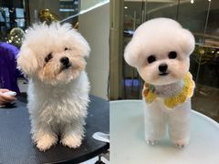 -翊宠yipet猫狗购宠庄园犬舍•猫舍