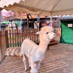 -萌宠亲子动物乐园(槐房万达店)