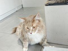 -关爱宠物医院·猫科中心·消化科(滨湖万达分院)