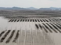 -北岐滩涂