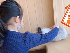 -猫猫幼稚园·撸猫·桌游·电玩