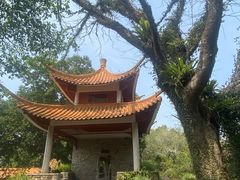 -深圳仙湖植物园