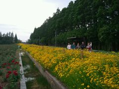 -上海长兴岛郊野公园