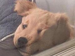 -HONGA HONGA雄家(曹路店)