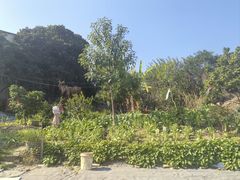 -九岭农庄·竹筒饭