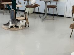 -共舞时光猫咖·狗咖(新街口店)