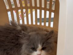 -四月宠物医院·猫专科·心脏专科·内科(转塘店)
