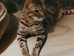 -猫猫幼稚园·撸猫·桌游·电玩