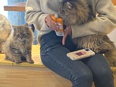-猫亿天猫咖