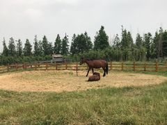 -田园东方蜜桃村的田野营地