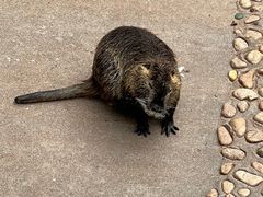-西霞口神雕山野生动物世界