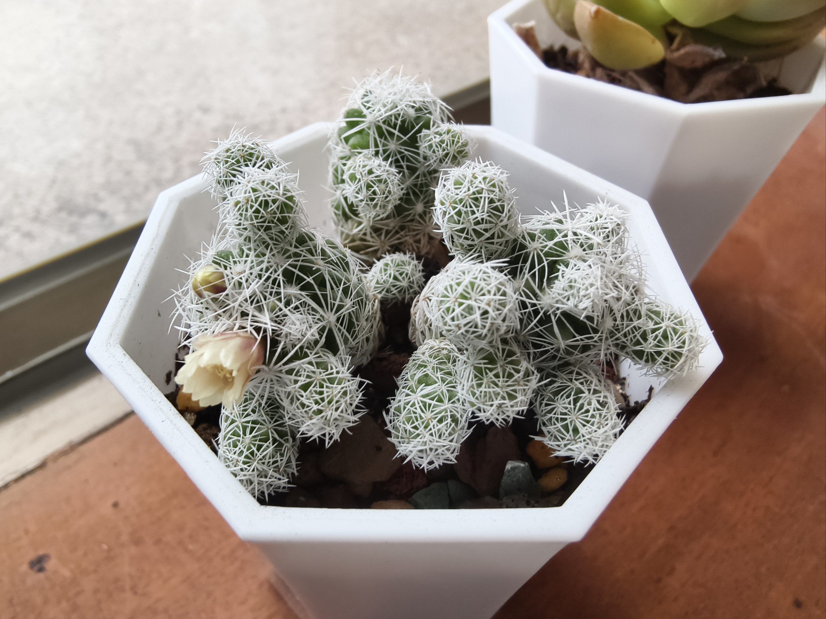 小仙人掌开花啦