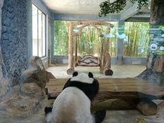 -海南热带野生动植物园