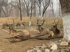 -北京野生动物园